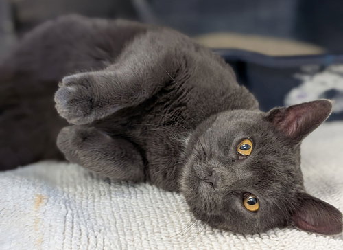 OSCAR - Domestic Short Hair available for adoption