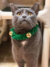 Oscar - Photo 4