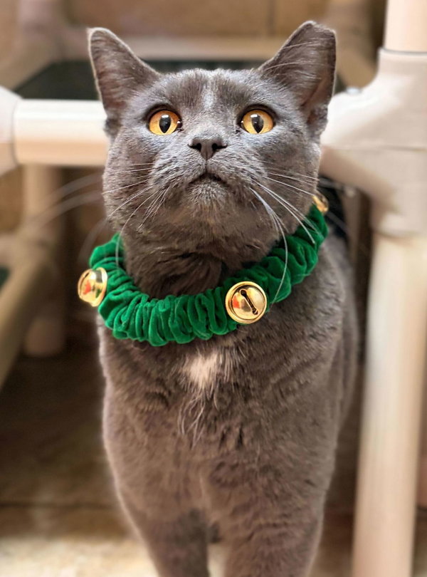 Oscar