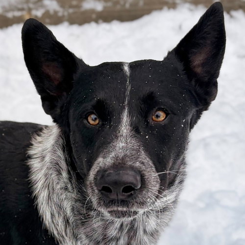 LANGLEY - NAME YOUR OWN ADOPTION FEE! - Australian Cattle Dog/Blue Heeler available for adoption