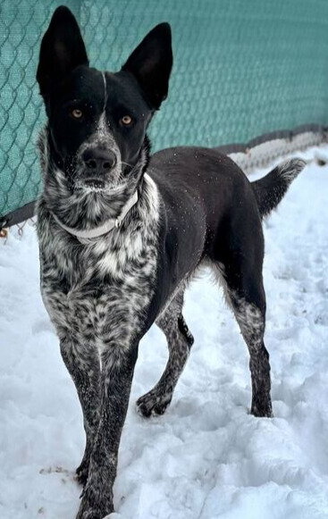Langley - Name Your Own Adoption Fee!