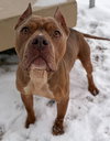Roxie - Name Your Own Adoption Fee! - Photo 3