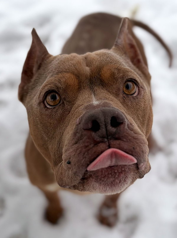 Roxie - Name Your Own Adoption Fee!