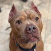 Roxie - Name Your Own Adoption Fee! - Photo 2
