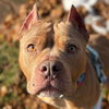 Roxie - Name Your Own Adoption Fee! - Photo 1