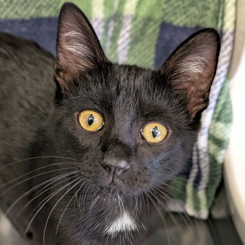 MADELEINE - Domestic Short Hair available for adoption