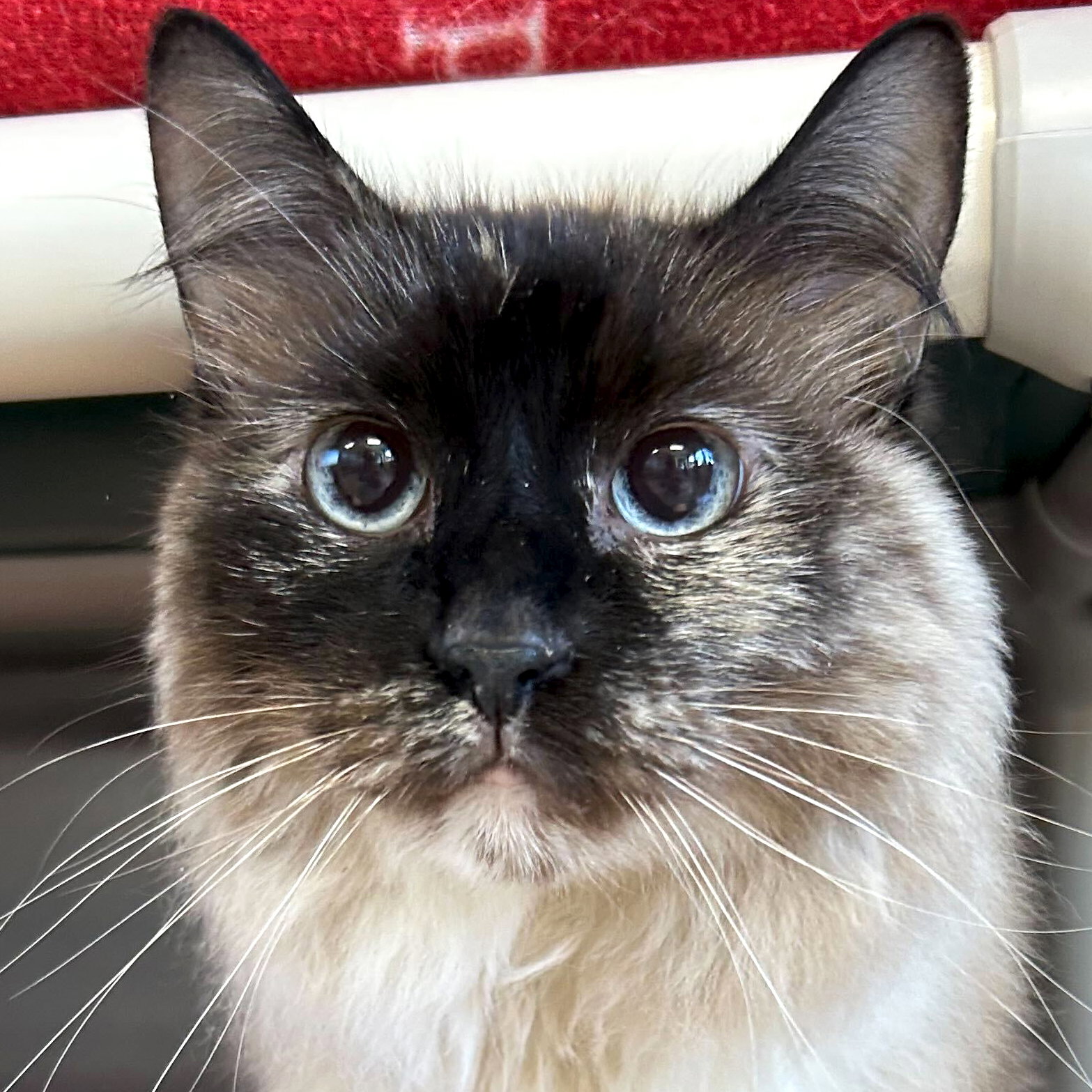 Zoe Image