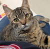 Karev - Name Your Own Adoption Fee! - Photo 2