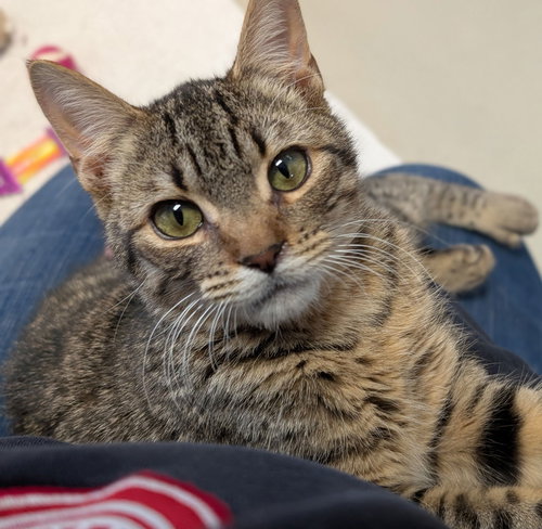 KAREV - NAME YOUR OWN ADOPTION FEE! - Domestic Short Hair available for adoption