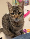Karev - Name Your Own Adoption Fee! - Photo 3