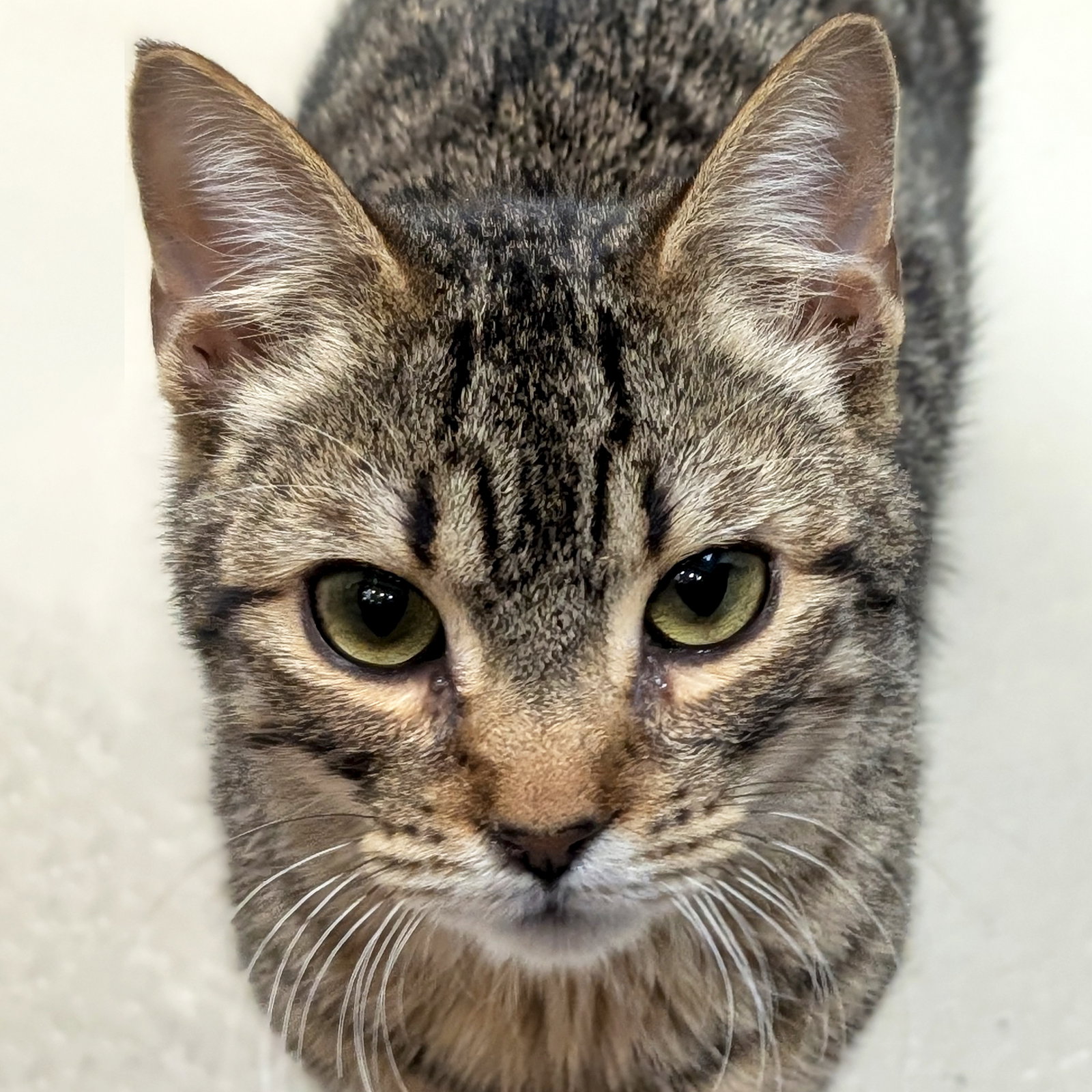 Karev - Name Your Own Adoption Fee! Image