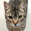 Karev - Name Your Own Adoption Fee! - Photo 1