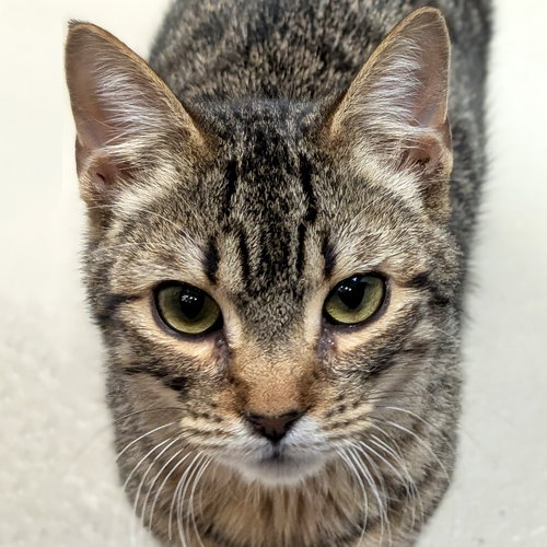 KAREV - NAME YOUR OWN ADOPTION FEE! - Domestic Short Hair available for adoption
