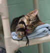 Karev - Name Your Own Adoption Fee! - Photo 4