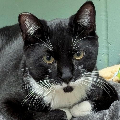 CYRIL FIGGIS - NAME YOUR OWN ADOPTION FEE! - Domestic Short Hair available for adoption