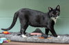 Cyril Figgis - Name Your Own Adoption Fee! - Photo 2