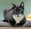 Cyril Figgis - Name Your Own Adoption Fee! - Photo 3