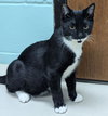 Cyril Figgis - Name Your Own Adoption Fee! - Photo 4