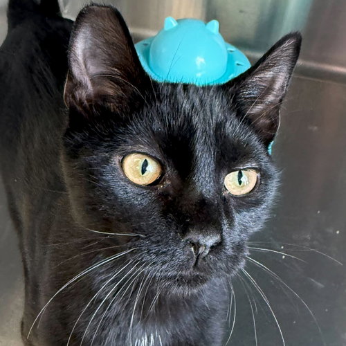 CLOUD - Domestic Short Hair available for adoption