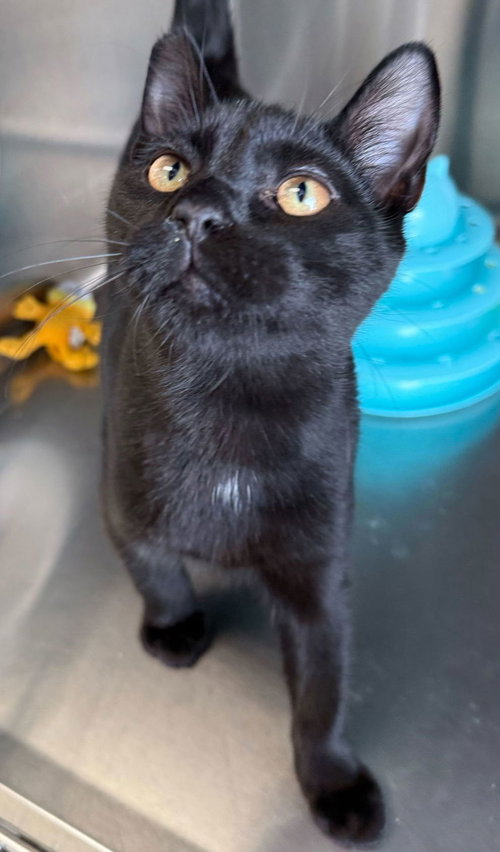 CLOUD - Domestic Short Hair available for adoption