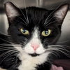 Sushi - Name Your Own Adoption Fee! - Photo 1