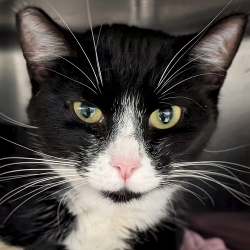 SUSHI - NAME YOUR OWN ADOPTION FEE! - Domestic Short Hair available for adoption