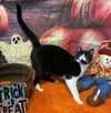 Sushi - Name Your Own Adoption Fee! - Photo 2