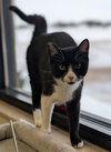 Sushi - Name Your Own Adoption Fee! - Photo 3
