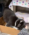Sushi - Name Your Own Adoption Fee! - Photo 4