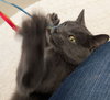 Sam - Reduced Fee! - Photo 2