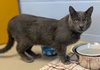 Sam - Reduced Fee! - Photo 4