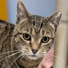 P Squared - Name Your Own Adoption Fee! - Photo 1
