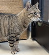 P Squared - Name Your Own Adoption Fee! - Photo 2