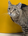 P Squared - Name Your Own Adoption Fee! - Photo 3
