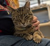 P Squared - Name Your Own Adoption Fee! - Photo 4