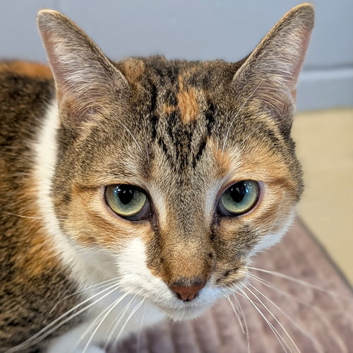 DORA - NAME YOUR OWN ADOPTION FEE! - Domestic Short Hair available for adoption