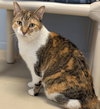 Dora - Name Your Own Adoption Fee! - Photo 2