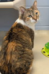 Dora - Name Your Own Adoption Fee! - Photo 3