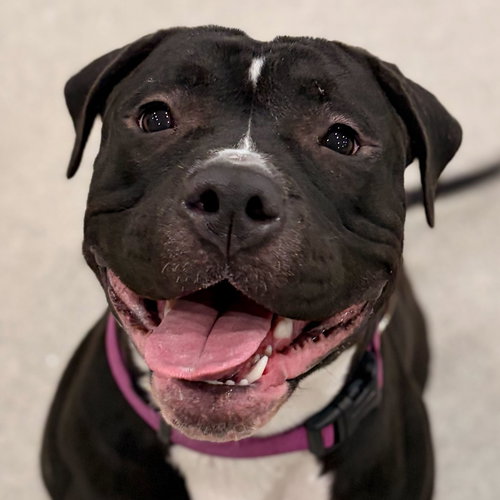 HENNESSY - Pit Bull Terrier available for adoption