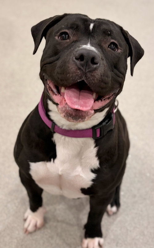 HENNESSY - Pit Bull Terrier available for adoption
