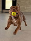 Draco - Photo 3