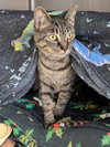 Loki - Name Your Own Adoption Fee! - Photo 2