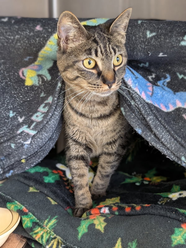 Loki