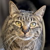 Loki - Name Your Own Adoption Fee! - Photo 1