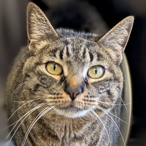LOKI - NAME YOUR OWN ADOPTION FEE!