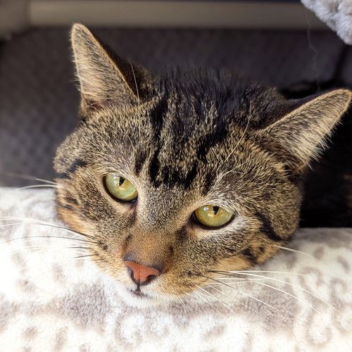 TEDDY EDDY - Domestic Short Hair available for adoption