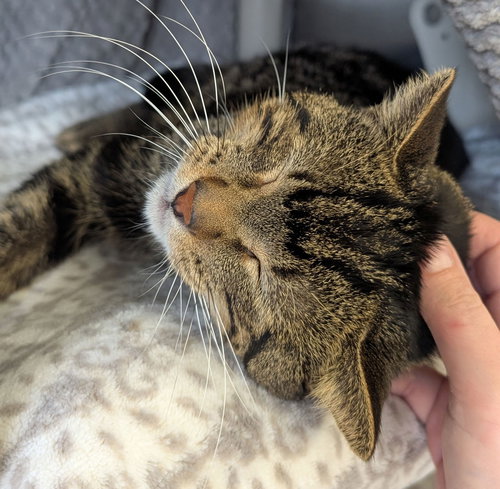 TEDDY EDDY - Domestic Short Hair available for adoption