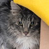 Dragon - Working Cat! - Photo 1