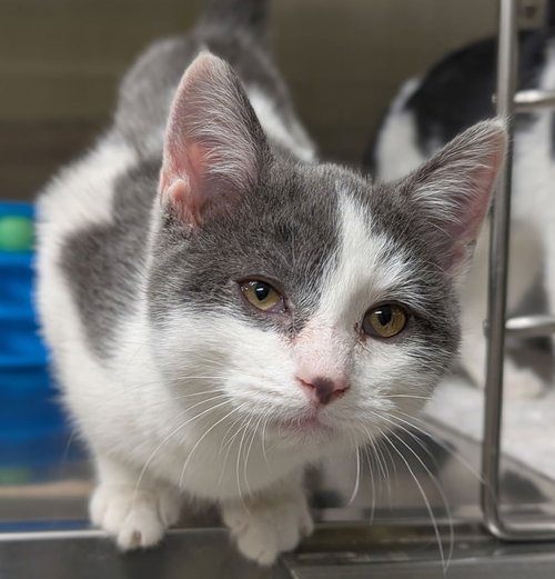 RALPHIE - Domestic Short Hair available for adoption