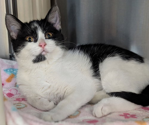 ELLEN - Domestic Short Hair available for adoption